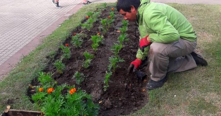 Colocación de plantines en Plaza Castelli - Municipalidad de Dolores